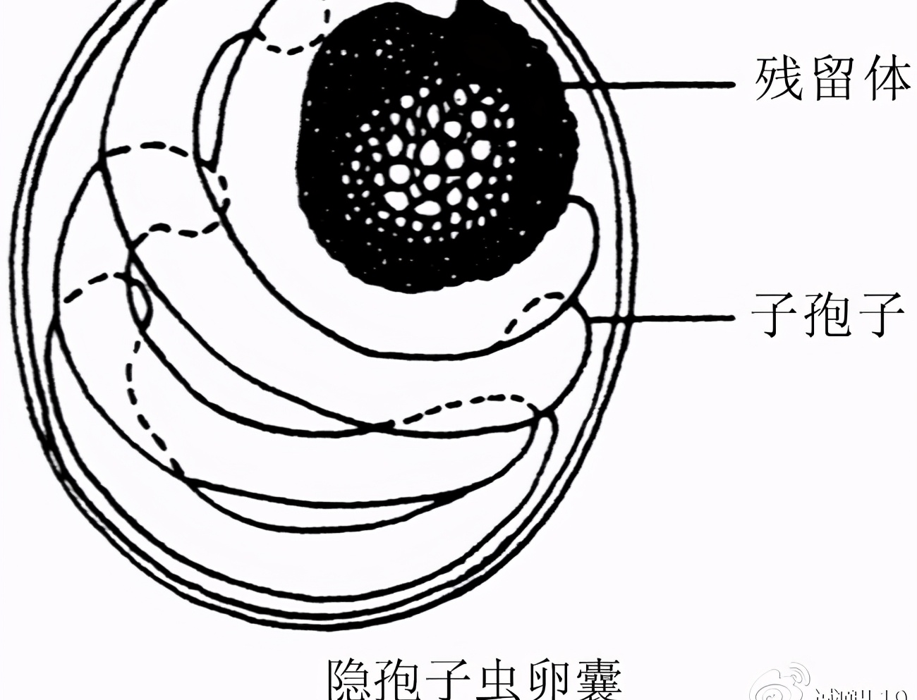 孢子虫特效药最新研究与应用进展