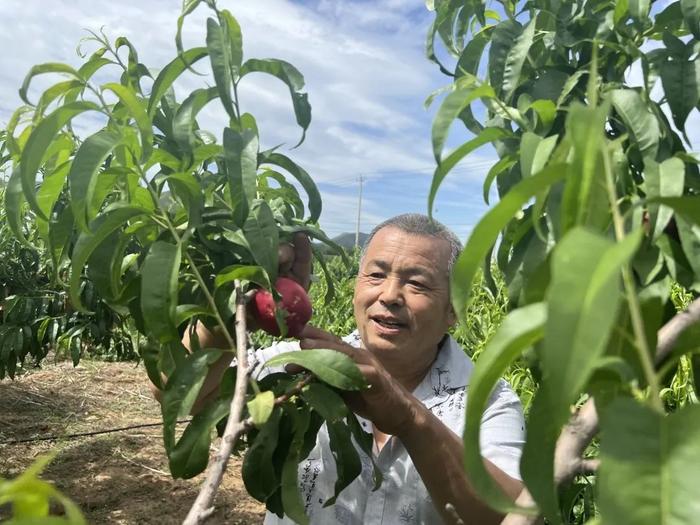 农科院桃树新品种引领产业迈向新高度