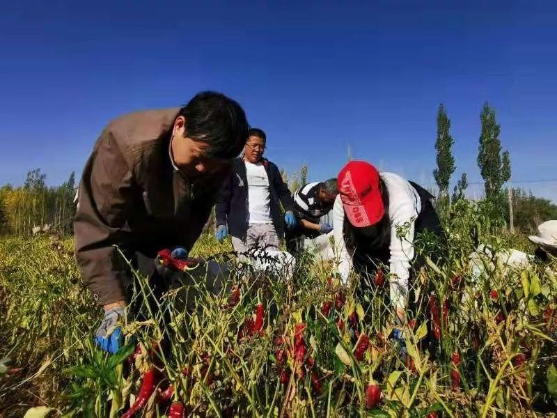 和静县自然资源和规划局新项目推动可持续发展与生态保护协同前行